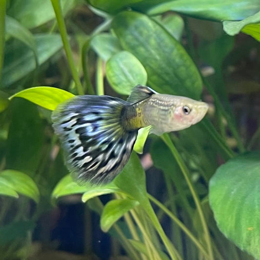 the-fish-farm Guppy Blue Cobra Guppy - Male 3-4cm Buy Blue Cobra Guppy Male direct from The Fish Farm