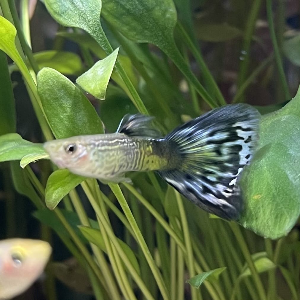 the-fish-farm Guppy Blue Cobra Guppy - Male 3-4cm Buy Blue Cobra Guppy Male direct from The Fish Farm