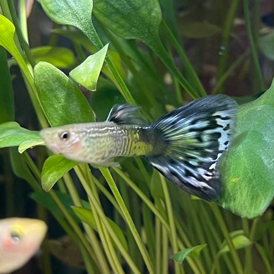 the-fish-farm Guppy Blue Cobra Guppy - Male 3-4cm Buy Blue Cobra Guppy Male direct from The Fish Farm