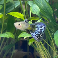 the-fish-farm Guppy Blue Cobra Guppy - Male 3-4cm Buy Blue Cobra Guppy Male direct from The Fish Farm