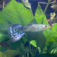 the-fish-farm Guppy Blue Cobra Guppy - Male 3-4cm Buy Blue Cobra Guppy Male direct from The Fish Farm