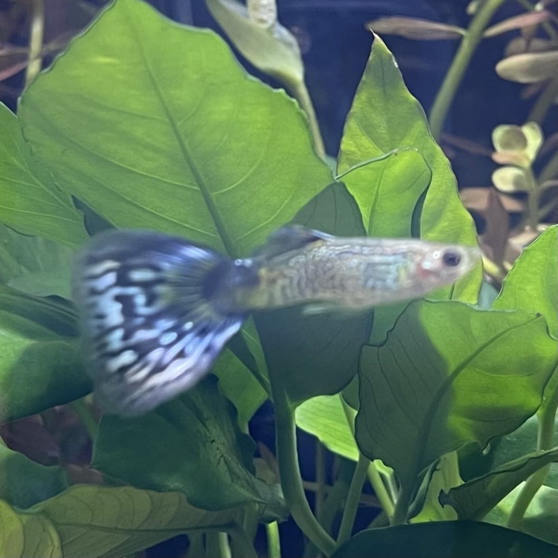 the-fish-farm Guppy Blue Cobra Guppy - Male 3-4cm Buy Blue Cobra Guppy Male direct from The Fish Farm