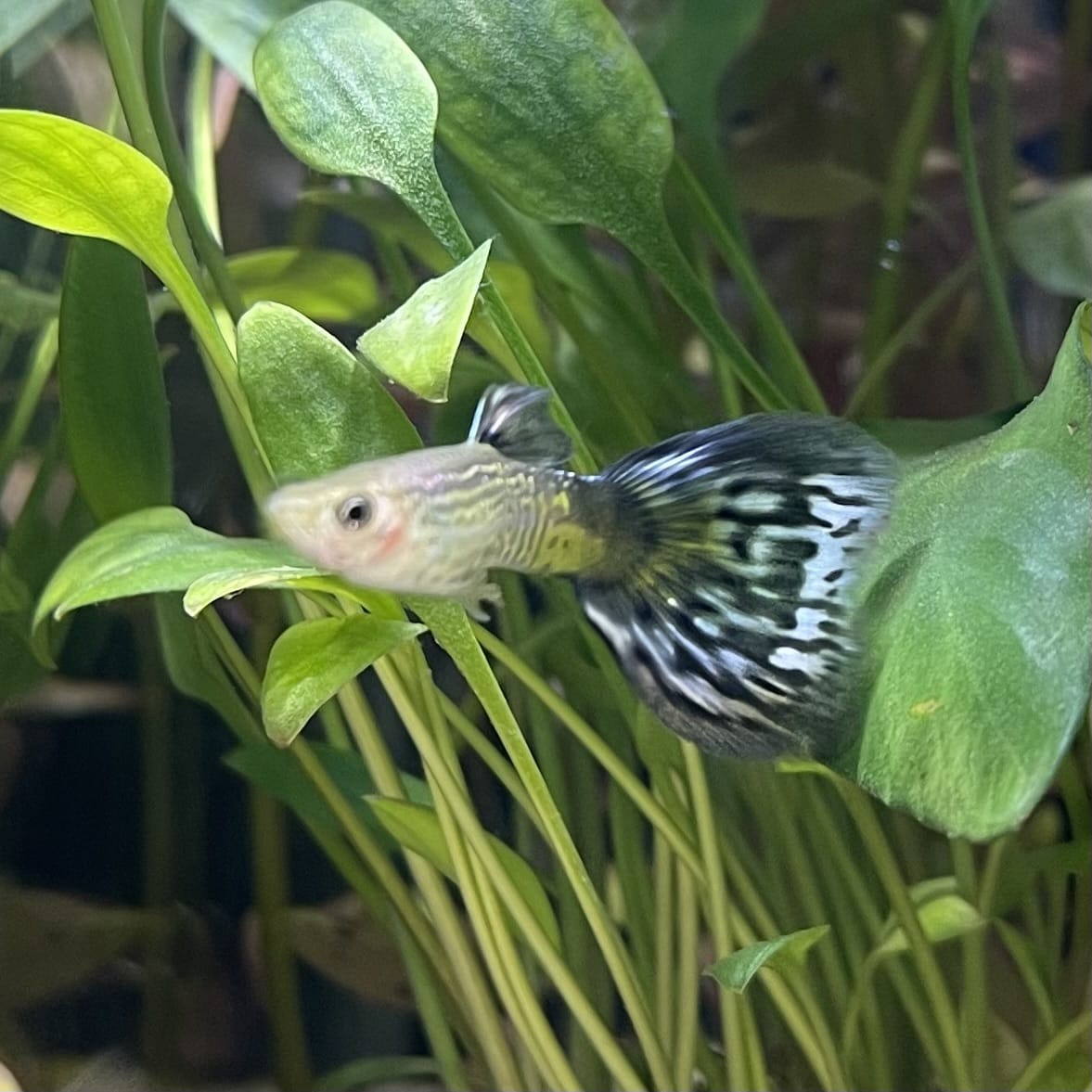 the-fish-farm Guppy Blue Cobra Guppy - Male 3-4cm Buy Blue Cobra Guppy Male direct from The Fish Farm