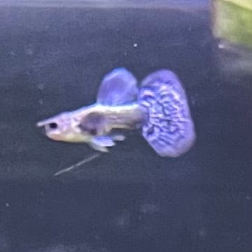 the-fish-farm Guppy Blue Dragon Mosiac Guppy - Male 3-4cm Buy Male Blue Dragon Mosaic Guppy from The Fish Farm Australia