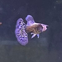 the-fish-farm Guppy Blue Dragon Mosiac Guppy - Male 3-4cm Buy Male Blue Dragon Mosaic Guppy from The Fish Farm Australia