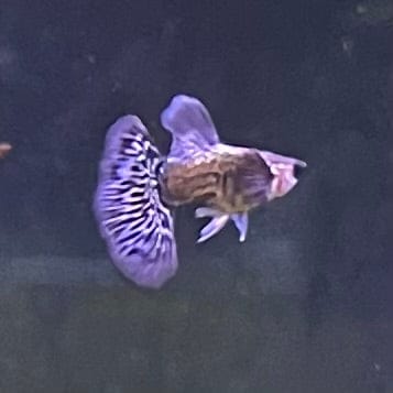 the-fish-farm Guppy Blue Dragon Mosiac Guppy - Male 3-4cm Buy Male Blue Dragon Mosaic Guppy from The Fish Farm Australia