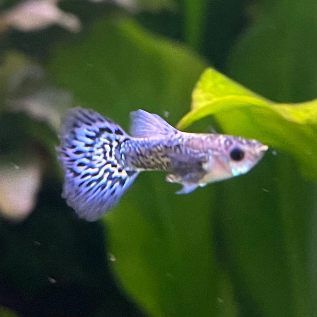 the-fish-farm Guppy Blue Dragon Mosiac Guppy - Male 3-4cm Buy Male Blue Dragon Mosaic Guppy from The Fish Farm Australia