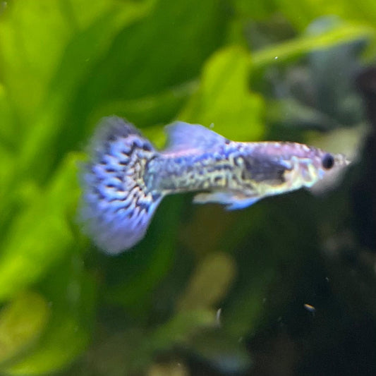 the-fish-farm Guppy Blue Dragon Mosiac Guppy - Male 3-4cm Buy Male Blue Dragon Mosaic Guppy from The Fish Farm Australia