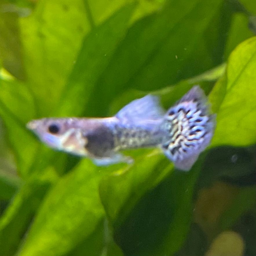 the-fish-farm Guppy Blue Dragon Mosiac Guppy - Male 3-4cm Buy Male Blue Dragon Mosaic Guppy from The Fish Farm Australia