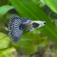 the-fish-farm Guppy Blue Dragon Mosiac Guppy - Male 3-4cm Buy Male Blue Dragon Mosaic Guppy from The Fish Farm Australia