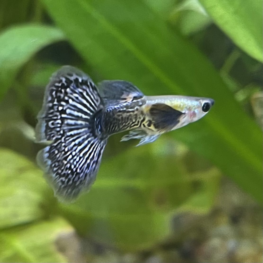 the-fish-farm Guppy Blue Dragon Mosiac Guppy - Male 3-4cm Buy Male Blue Dragon Mosaic Guppy from The Fish Farm Australia