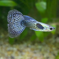 the-fish-farm Guppy Blue Dragon Mosiac Guppy - Male 3-4cm Buy Male Blue Dragon Mosaic Guppy from The Fish Farm Australia