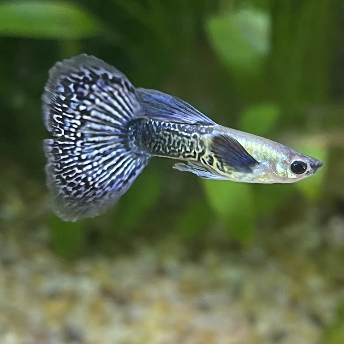 the-fish-farm Guppy Blue Dragon Mosiac Guppy - Male 3-4cm Buy Male Blue Dragon Mosaic Guppy from The Fish Farm Australia