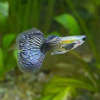 the-fish-farm Guppy Blue Dragon Mosiac Guppy - Male 3-4cm Buy Male Blue Dragon Mosaic Guppy from The Fish Farm Australia