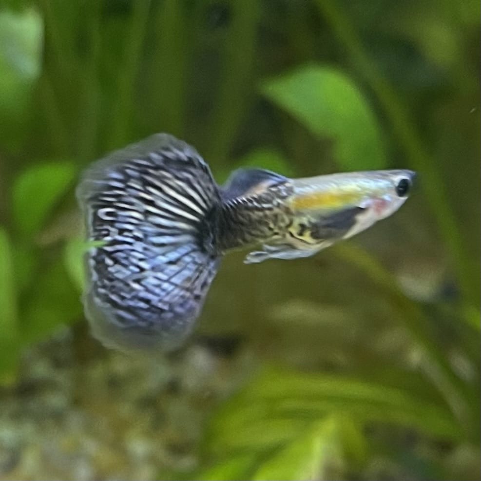 the-fish-farm Guppy Blue Dragon Mosiac Guppy - Male 3-4cm Buy Male Blue Dragon Mosaic Guppy from The Fish Farm Australia