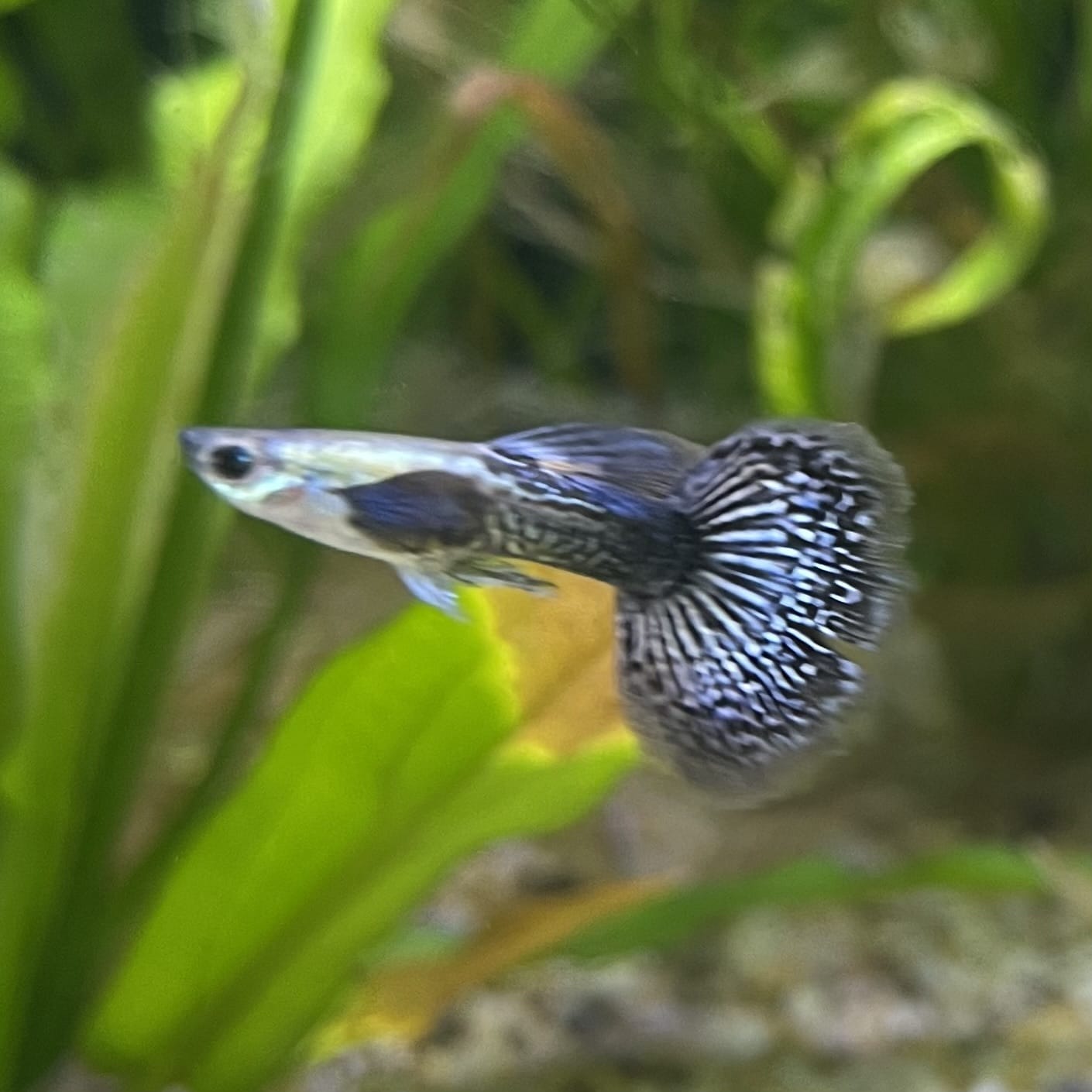 the-fish-farm Guppy Blue Dragon Mosiac Guppy - Male 3-4cm Buy Male Blue Dragon Mosaic Guppy from The Fish Farm Australia