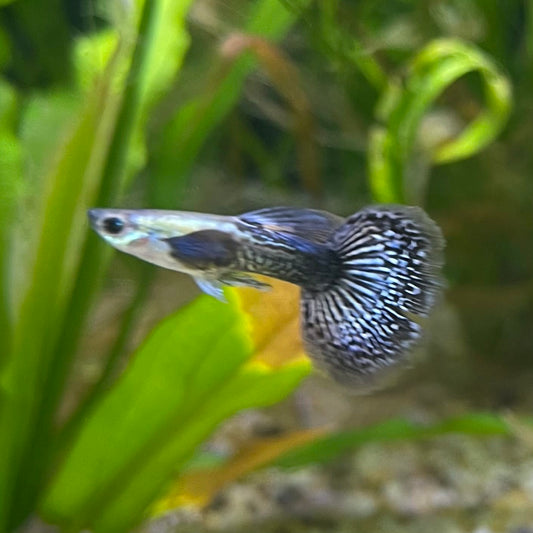 the-fish-farm Guppy Blue Dragon Mosiac Guppy - Male 3-4cm Buy Male Blue Dragon Mosaic Guppy from The Fish Farm Australia
