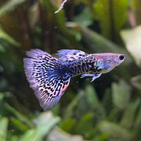 the-fish-farm Guppy Blue Dragon Mosiac Guppy - Male 3-4cm Buy Male Blue Dragon Mosaic Guppy from The Fish Farm Australia