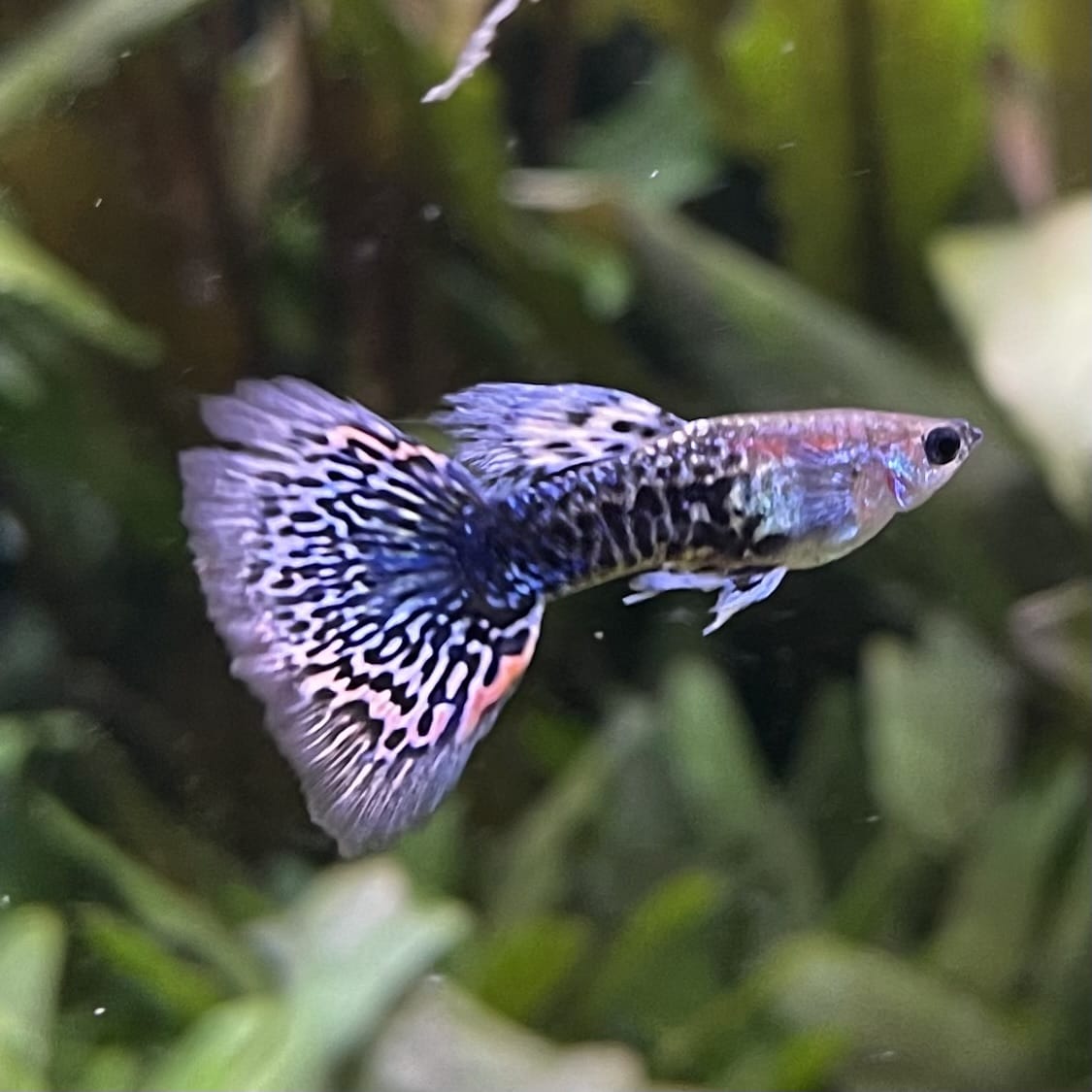 the-fish-farm Guppy Blue Dragon Mosiac Guppy - Male 3-4cm Buy Male Blue Dragon Mosaic Guppy from The Fish Farm Australia