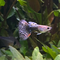 the-fish-farm Guppy Blue Dragon Mosiac Guppy - Male 3-4cm Buy Male Blue Dragon Mosaic Guppy from The Fish Farm Australia