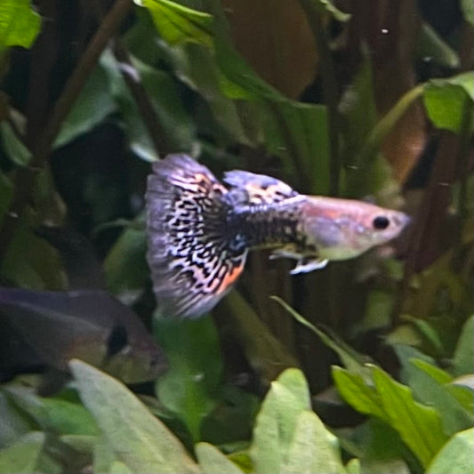 the-fish-farm Guppy Blue Dragon Mosiac Guppy - Male 3-4cm Buy Male Blue Dragon Mosaic Guppy from The Fish Farm Australia