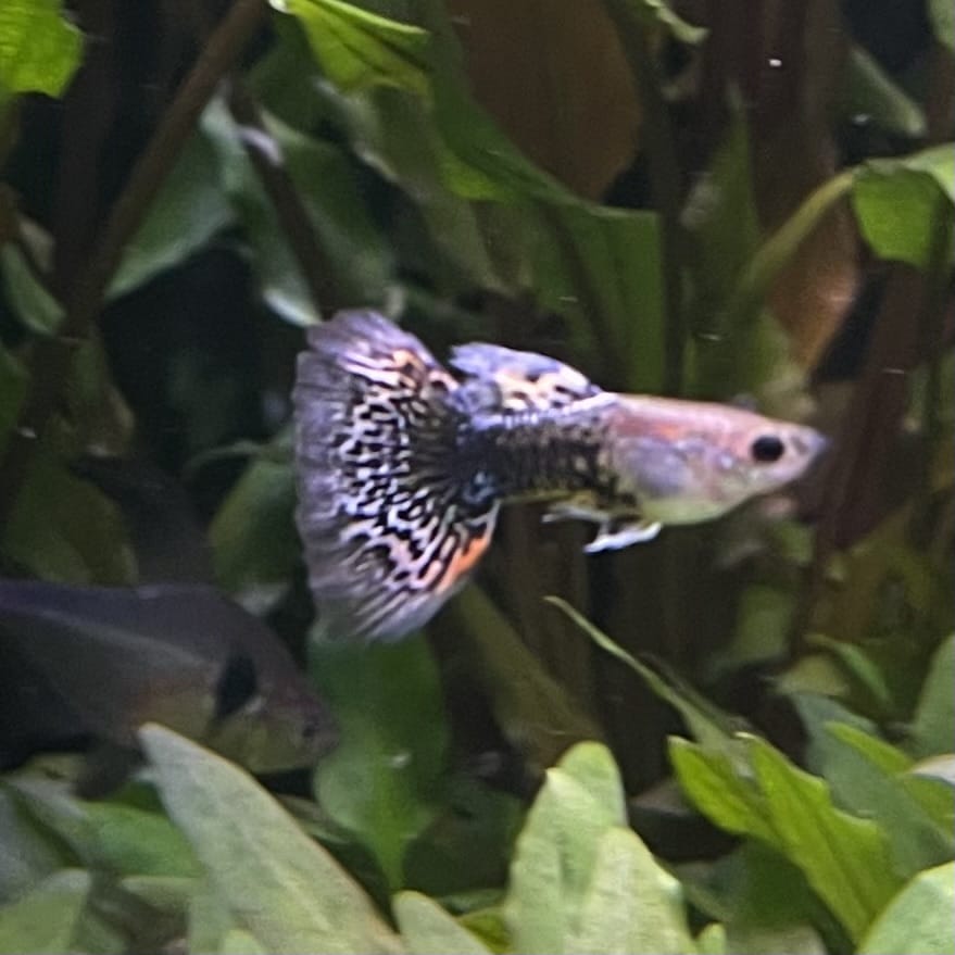 the-fish-farm Guppy Blue Dragon Mosiac Guppy - Male 3-4cm Buy Male Blue Dragon Mosaic Guppy from The Fish Farm Australia