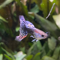 the-fish-farm Guppy Blue Dragon Mosiac Guppy - Male 3-4cm Buy Male Blue Dragon Mosaic Guppy from The Fish Farm Australia