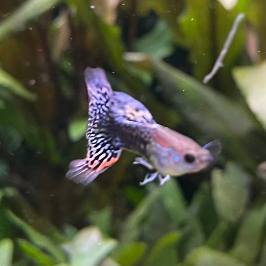 the-fish-farm Guppy Blue Dragon Mosiac Guppy - Male 3-4cm Buy Male Blue Dragon Mosaic Guppy from The Fish Farm Australia