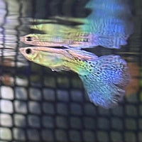 the-fish-farm Guppy Blue Grass Guppy - Male 3-4cm Buy Male Blue Grass Guppies from The Fish Farm Australia