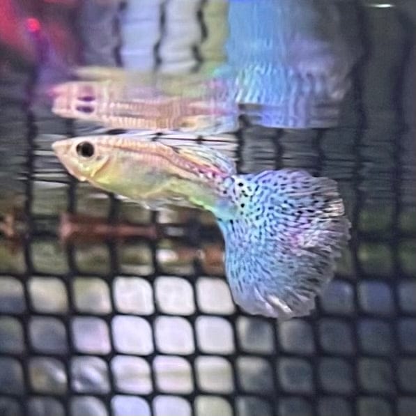 the-fish-farm Guppy Blue Grass Guppy - Male 3-4cm Buy Male Blue Grass Guppies from The Fish Farm Australia