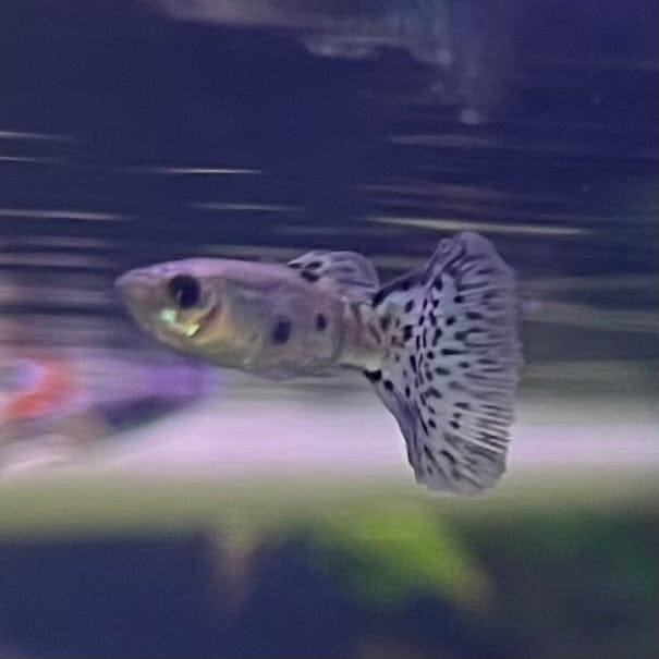 the-fish-farm Guppy Blue Grass Guppy - Male 3-4cm Buy Male Blue Grass Guppies from The Fish Farm Australia