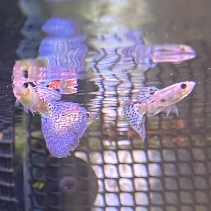 the-fish-farm Guppy Blue Grass Guppy - Male 3-4cm Buy Male Blue Grass Guppies from The Fish Farm Australia