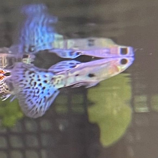 the-fish-farm Guppy Blue Grass Guppy - Male 3-4cm Buy Male Blue Grass Guppies from The Fish Farm Australia