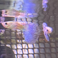 the-fish-farm Guppy Blue Grass Guppy - Male 3-4cm Buy Male Blue Grass Guppies from The Fish Farm Australia