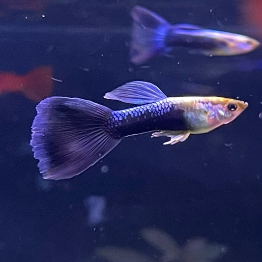 the-fish-farm Guppy Blue Neon Guppy - Male 3-4cm Buy Blue Neon Guppy - Male from The Fish Farm Australia