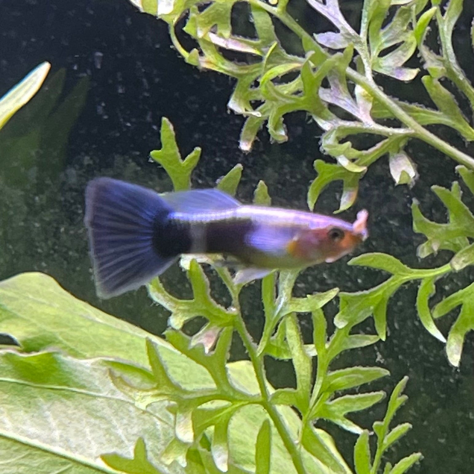 the-fish-farm Guppy Blue Neon Guppy - Male 3-4cm Buy Blue Neon Guppy - Male from The Fish Farm Australia