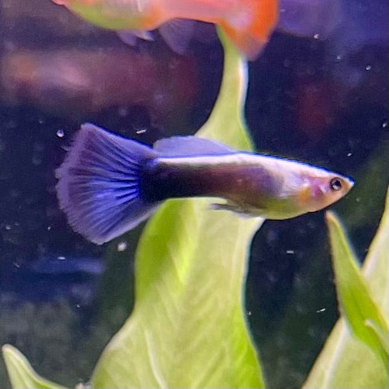 the-fish-farm Guppy Blue Neon Guppy - Male 3-4cm Buy Blue Neon Guppy - Male from The Fish Farm Australia