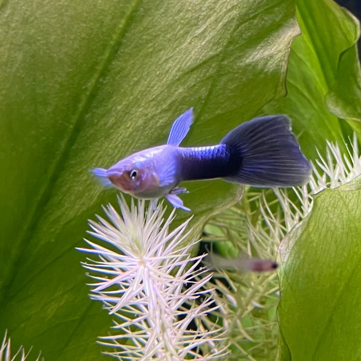 the-fish-farm Guppy Blue Neon Guppy - Male 3-4cm Buy Blue Neon Guppy - Male from The Fish Farm Australia