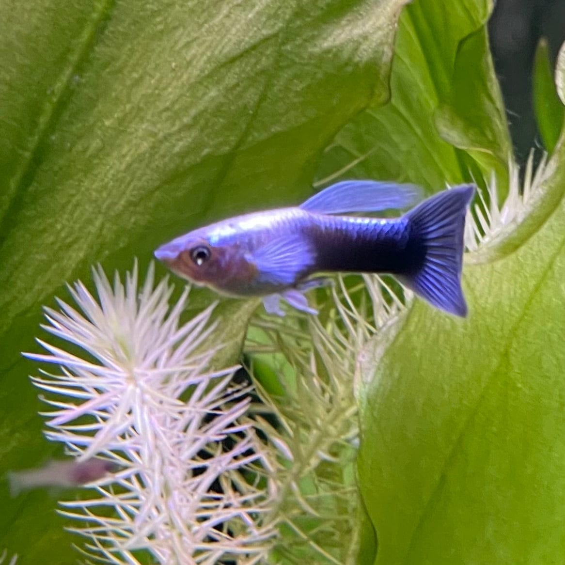 the-fish-farm Guppy Blue Neon Guppy - Male 3-4cm Buy Blue Neon Guppy - Male from The Fish Farm Australia