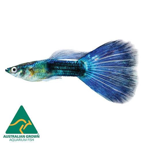 the-fish-farm Guppy Blue Neon Guppy - Male 3cm Male Blue Neon Guppy 3cm - The Fish Farm