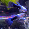 the-fish-farm Guppy Blue Neon Guppy - Male 3cm Male Blue Neon Guppy 3cm - The Fish Farm