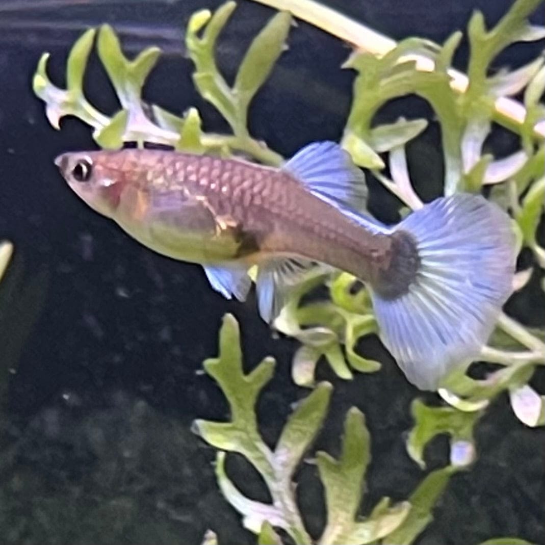 the-fish-farm Guppy Blue Sapphire Guppy - Female 3-4cm Buy female Blue Sapphire Guppy shipped direct from The Fish Farm Australia