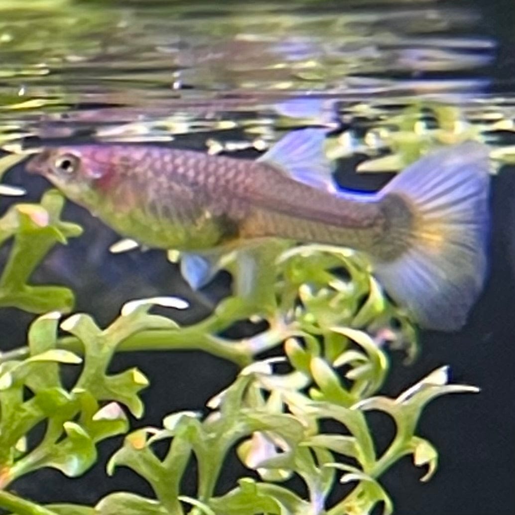 the-fish-farm Guppy Blue Sapphire Guppy - Female 3-4cm Buy female Blue Sapphire Guppy shipped direct from The Fish Farm Australia