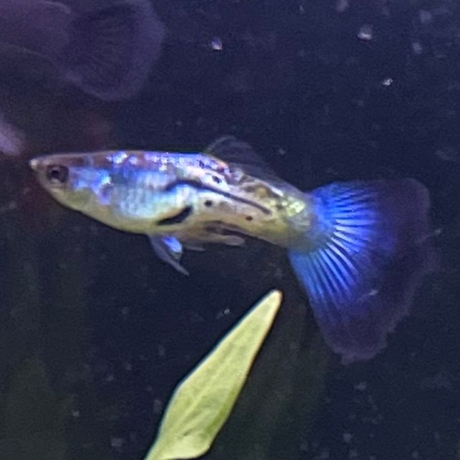 the-fish-farm Guppy Blue Sapphire Guppy - Male 3-4cm Buy male Blue Sapphire Guppy shipped direct from The Fish Farm Australia