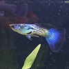 the-fish-farm Guppy Blue Sapphire Guppy - Male 3-4cm Buy male Blue Sapphire Guppy shipped direct from The Fish Farm Australia