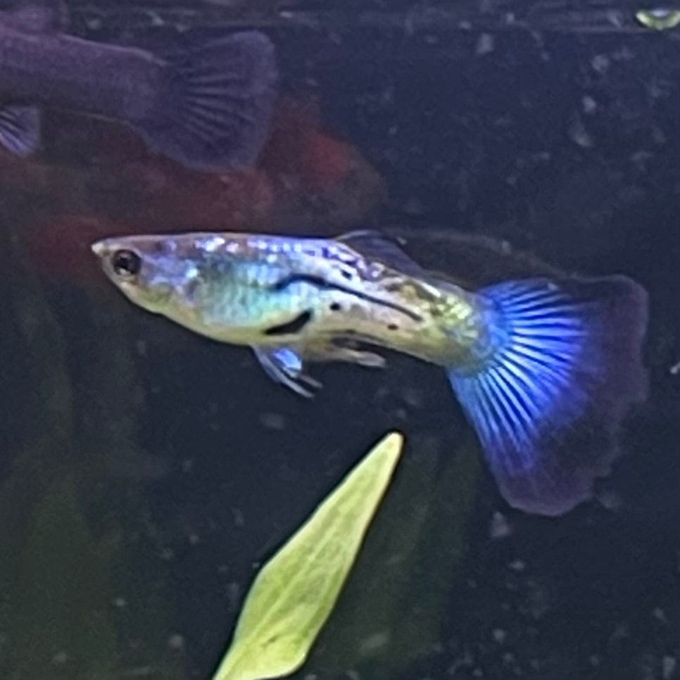 the-fish-farm Guppy Blue Sapphire Guppy - Male 3-4cm Buy male Blue Sapphire Guppy shipped direct from The Fish Farm Australia