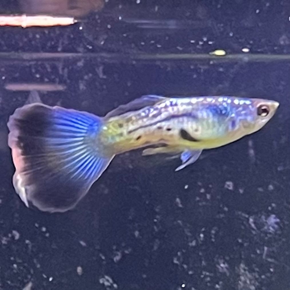 the-fish-farm Guppy Blue Sapphire Guppy - Male 3-4cm Buy male Blue Sapphire Guppy shipped direct from The Fish Farm Australia