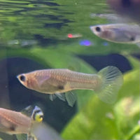 the-fish-farm Guppy Bumble Bee Guppy - Female 3-4cm Buy Bumble Bee Guppy Female direct from The Fish Farm