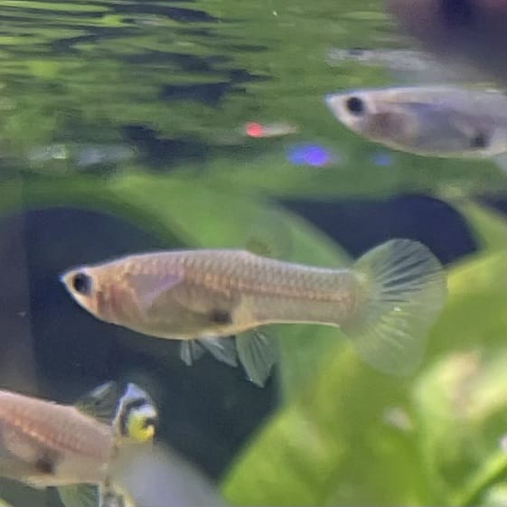 the-fish-farm Guppy Bumble Bee Guppy - Female 3-4cm Buy Bumble Bee Guppy Female direct from The Fish Farm