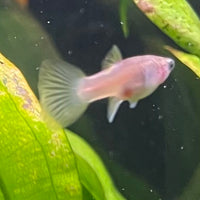 the-fish-farm Guppy Bumble Bee Guppy - Female 3-4cm Buy Bumble Bee Guppy Female direct from The Fish Farm